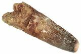 Fossil Spinosaurus Tooth - Real Dinosaur Tooth #286740-1